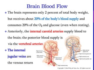 Copyright © John Wiley & Sons, Inc. All rights reserved.
 The brain represents only 2 percent of total body weight,
but receives about 20% of the body’s blood supply and
consumes 20% of the O2 and glucose (even when resting).
 Anteriorly, the internal carotid arteries supply blood to
the brain; the posterior blood supply is
via the vertebral arteries.
 The internal
jugular veins are
the venous return
Brain Blood Flow
 