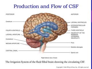 Copyright © John Wiley & Sons, Inc. All rights reserved.
The Irrigation System of the fluid filled brain showing the circulating CSF.
Production and Flow of CSF
 