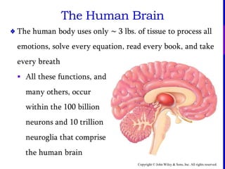 Copyright © John Wiley & Sons, Inc. All rights reserved.
The Human Brain

 