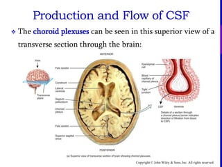 Copyright © John Wiley & Sons, Inc. All rights reserved.
Production and Flow of CSF
 The choroid plexuses can be seen in this superior view of a
transverse section through the brain:
 