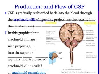 Copyright © John Wiley & Sons, Inc. All rights reserved.
 __ _________ __________ ____ ____ ___ _____
_______ ___ _________ _____ ______ ____ ___________
____ ______ ____ ___ _____ _______
 _ ____ _______ ___
_________ _____ ___
____ __________
____ ___ ________
________ _____ _______ __
_________ _____ __ ______
__ _________ ___________
 CSF is gradually reabsorbed back into the blood through
the arachnoid villi (finger-like projections that extend into
the dural sinuses).
 In this graphic, the
arachnoid villi are
seen projecting
into the superior
sagittal sinus. A cluster of
arachnoid villi is called
an arachnoid granulation.
Production and Flow of CSF
 
