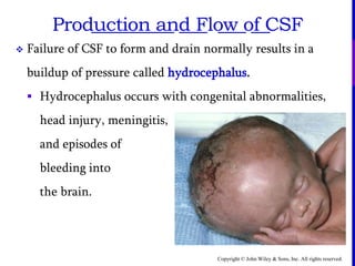 Copyright © John Wiley & Sons, Inc. All rights reserved.
 Failure of CSF to form and drain normally results in a
buildup of pressure called hydrocephalus.
 Hydrocephalus occurs with congenital abnormalities,
head injury, meningitis,
and episodes of
bleeding into
the brain.
_________ ___ ___ __Production and Flow of CSF
 