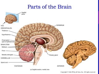 Copyright © John Wiley & Sons, Inc. All rights reserved.
Parts of the Brain
 