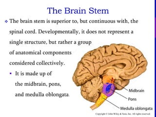 Copyright © John Wiley & Sons, Inc. All rights reserved.
 The brain stem is superior to, but continuous with, the
spinal cord. Developmentally, it does not represent a
single structure, but rather a group
of anatomical components
considered collectively.
 It is made up of
the midbrain, pons,
and medulla oblongata.
The Brain Stem
 