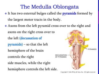 Copyright © John Wiley & Sons, Inc. All rights reserved.
 It has two external bulges called the pyramids formed by
the largest motor tracts in the body.
 Axons from the left pyramid cross over to the right and
axons on the right cross over to
the left (decussation of
pyramids) – so that the left
hemisphere of the brain
controls the right
side muscles, while the right
hemisphere controls the left side.
The Medulla Oblongata
 