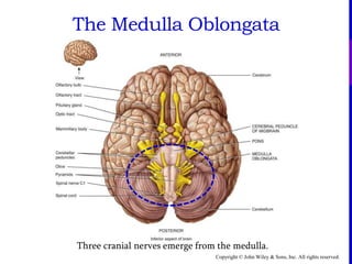 Copyright © John Wiley & Sons, Inc. All rights reserved.
The Medulla Oblongata
Three cranial nerves emerge from the medulla.
 