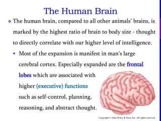 Copyright © John Wiley & Sons, Inc. All rights reserved.
The Human Brain
 The human brain, compared to all other animals’ brains, is
marked by the highest ratio of brain to body size - thought
to directly correlate with our higher level of intelligence.
 Most of the expansion is manifest in man’s large
cerebral cortex. Especially expanded are the frontal
lobes which are associated with
higher (executive) functions
such as self-control, planning,
reasoning, and abstract thought.
 