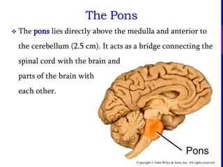 Copyright © John Wiley & Sons, Inc. All rights reserved.
The Pons
 The pons lies directly above the medulla and anterior to
the cerebellum (2.5 cm). It acts as a bridge connecting the
spinal cord with the brain and
parts of the brain with
each other.
 