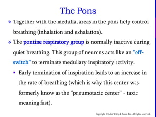 Copyright © John Wiley & Sons, Inc. All rights reserved.
The Pons
 Together with the medulla, areas in the pons help control
breathing (inhalation and exhalation).
 The pontine respiratory group is normally inactive during
quiet breathing. This group of neurons acts like an “off-
switch” to terminate medullary inspiratory activity.
 Early termination of inspiration leads to an increase in
the rate of breathing (which is why this center was
formerly know as the “pneumotaxic center” - taxic
meaning fast).
 