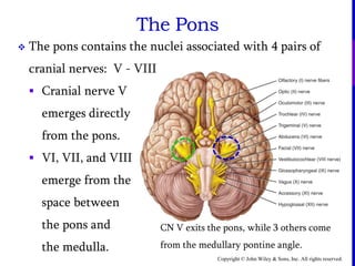 Copyright © John Wiley & Sons, Inc. All rights reserved.
The Pons
CN V exits the pons, while 3 others come
from the medullary pontine angle.
 The pons contains the nuclei associated with 4 pairs of
cranial nerves: V - VIII
 Cranial nerve V
emerges directly
from the pons.
 VI, VII, and VIII
emerge from the
space between
the pons and
the medulla.
 