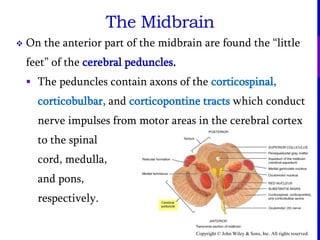 Copyright © John Wiley & Sons, Inc. All rights reserved.
 On the anterior part of the midbrain are found the “little
feet” of the cerebral peduncles.
 The peduncles contain axons of the corticospinal,
corticobulbar, and corticopontine tracts which conduct
nerve impulses from motor areas in the cerebral cortex
to the spinal
cord, medulla,
and pons,
respectively.
The Midbrain
 