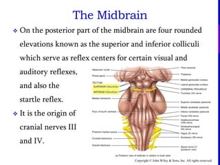 Copyright © John Wiley & Sons, Inc. All rights reserved.
 On the posterior part of the midbrain are four rounded
elevations known as the superior and inferior colliculi
which serve as reflex centers for certain visual and
auditory reflexes,
and also the
startle reflex.
 It is the origin of
cranial nerves III
and IV.
The Midbrain
 