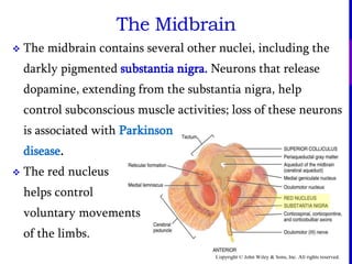 Copyright © John Wiley & Sons, Inc. All rights reserved.
 The midbrain contains several other nuclei, including the
darkly pigmented substantia nigra. Neurons that release
dopamine, extending from the substantia nigra, help
control subconscious muscle activities; loss of these neurons
is associated with Parkinson
disease.
 The red nucleus
helps control
voluntary movements
of the limbs.
The Midbrain
 