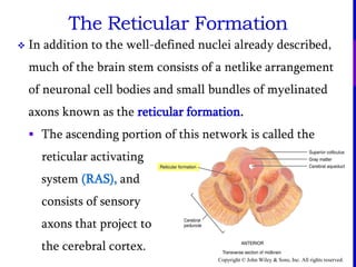 Copyright © John Wiley & Sons, Inc. All rights reserved.
 In addition to the well-defined nuclei already described,
much of the brain stem consists of a netlike arrangement
of neuronal cell bodies and small bundles of myelinated
axons known as the reticular formation.
 The ascending portion of this network is called the
reticular activating
system (RAS), and
consists of sensory
axons that project to
the cerebral cortex.
The Reticular Formation
 