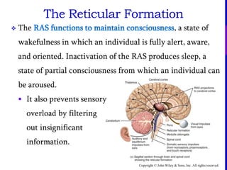Copyright © John Wiley & Sons, Inc. All rights reserved.
 The RAS functions to maintain consciousness, a state of
wakefulness in which an individual is fully alert, aware,
and oriented. Inactivation of the RAS produces sleep, a
state of partial consciousness from which an individual can
be aroused.
 It also prevents sensory
overload by filtering
out insignificant
information.
The Reticular Formation
 