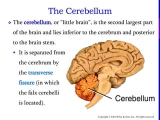 Copyright © John Wiley & Sons, Inc. All rights reserved.
The Cerebellum
 The cerebellum, or “little brain”, is the second largest part
of the brain and lies inferior to the cerebrum and posterior
to the brain stem.
 It is separated from
the cerebrum by
the transverse
fissure (in which
the falx cerebelli
is located).
 