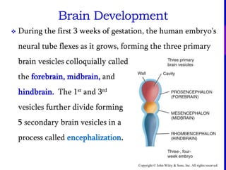 Copyright © John Wiley & Sons, Inc. All rights reserved.
Brain Development
 During the first 3 weeks of gestation, the human embryo's
neural tube flexes as it grows, forming the three primary
brain vesicles colloquially called
the forebrain, midbrain, and
hindbrain. The 1st and 3rd
vesicles further divide forming
5 secondary brain vesicles in a
process called encephalization.
 