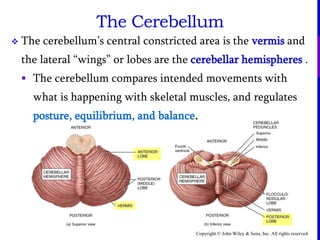 Copyright © John Wiley & Sons, Inc. All rights reserved.
The Cerebellum
 The cerebellum’s central constricted area is the vermis and
the lateral “wings” or lobes are the cerebellar hemispheres .
 The cerebellum compares intended movements with
what is happening with skeletal muscles, and regulates
posture, equilibrium, and balance.
 