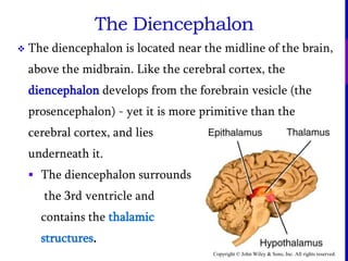 Copyright © John Wiley & Sons, Inc. All rights reserved.
The Diencephalon
 The diencephalon is located near the midline of the brain,
above the midbrain. Like the cerebral cortex, the
diencephalon develops from the forebrain vesicle (the
prosencephalon) - yet it is more primitive than the
cerebral cortex, and lies
underneath it.
 The diencephalon surrounds
the 3rd ventricle and
contains the thalamic
structures.
 