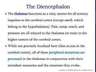 Copyright © John Wiley & Sons, Inc. All rights reserved.
The Diencephalon
 The thalamus functions as a relay station for all sensory
impulses to the cerebral cortex (except smell, which
belong to the hypothalamus). Pain, temp, touch, and
pressure are all relayed to the thalamus en route to the
higher centers of the cerebral cortex.
 While not precisely localized here (that occurs in the
cerebral cortex), all of these peripheral sensations are
processed in the thalamus in conjunction with their
attendant memories and the emotions they evoke.
 