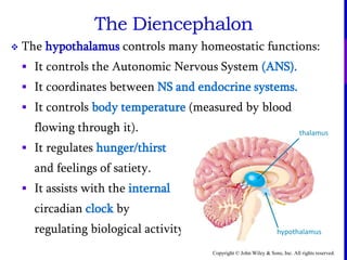 Copyright © John Wiley & Sons, Inc. All rights reserved.
 The hypothalamus controls many homeostatic functions:
 It controls the Autonomic Nervous System (ANS).
 It coordinates between NS and endocrine systems.
 It controls body temperature (measured by blood
flowing through it).
 It regulates hunger/thirst
and feelings of satiety.
 It assists with the internal
circadian clock by
regulating biological activity.
thalamus
hypothalamus
The Diencephalon
 