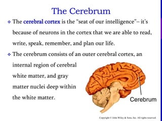 Copyright © John Wiley & Sons, Inc. All rights reserved.
The Cerebrum
 The cerebral cortex is the “seat of our intelligence”– it’s
because of neurons in the cortex that we are able to read,
write, speak, remember, and plan our life.
 The cerebrum consists of an outer cerebral cortex, an
internal region of cerebral
white matter, and gray
matter nuclei deep within
the white matter.
 