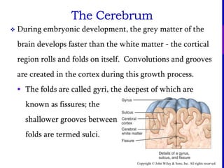 Copyright © John Wiley & Sons, Inc. All rights reserved.
 During embryonic development, the grey matter of the
brain develops faster than the white matter - the cortical
region rolls and folds on itself. Convolutions and grooves
are created in the cortex during this growth process.
 The folds are called gyri, the deepest of which are
known as fissures; the
shallower grooves between
folds are termed sulci.
The Cerebrum
 