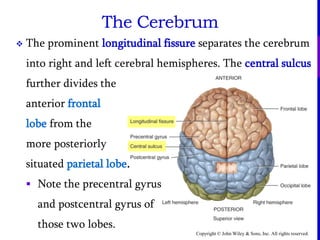 Copyright © John Wiley & Sons, Inc. All rights reserved.
 The prominent longitudinal fissure separates the cerebrum
into right and left cerebral hemispheres. The central sulcus
further divides the
anterior frontal
lobe from the
more posteriorly
situated parietal lobe.
 Note the precentral gyrus
and postcentral gyrus of
those two lobes.
The Cerebrum
 