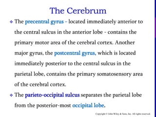Copyright © John Wiley & Sons, Inc. All rights reserved.
 The precentral gyrus - located immediately anterior to
the central sulcus in the anterior lobe - contains the
primary motor area of the cerebral cortex. Another
major gyrus, the postcentral gyrus, which is located
immediately posterior to the central sulcus in the
parietal lobe, contains the primary somatosensory area
of the cerebral cortex.
 The parieto-occipital sulcus separates the parietal lobe
from the posterior-most occipital lobe.
The Cerebrum
 