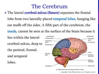 Copyright © John Wiley & Sons, Inc. All rights reserved.
 The lateral cerebral sulcus (fissure) separates the frontal
lobe from two laterally placed temporal lobes, hanging like
ear muffs off the sides. A fifth part of the cerebrum, the
insula, cannot be seen at the surface of the brain because it
lies within the lateral
cerebral sulcus, deep to
the parietal, frontal,
and temporal
lobes.
The Cerebrum
 