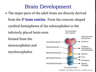 Copyright © John Wiley & Sons, Inc. All rights reserved.
Brain Development
 The major parts of the adult brain are directly derived
from the 2o brain vesicles: From the crescent-shaped
cerebral hemispheres of the telencephalon to the
inferiorly placed brain stem
formed from the
metencephalon and
myelencephalon
 