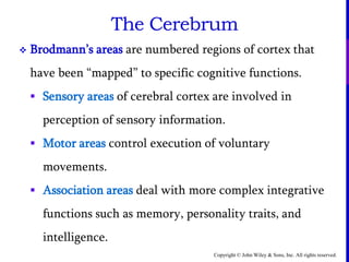 Copyright © John Wiley & Sons, Inc. All rights reserved.
The Cerebrum
 Brodmann’s areas are numbered regions of cortex that
have been “mapped” to specific cognitive functions.
 Sensory areas of cerebral cortex are involved in
perception of sensory information.
 Motor areas control execution of voluntary
movements.
 Association areas deal with more complex integrative
functions such as memory, personality traits, and
intelligence.
 