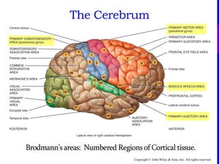 Copyright © John Wiley & Sons, Inc. All rights reserved.
The Cerebrum
Brodmann’s areas: Numbered Regions of Cortical tissue.
 