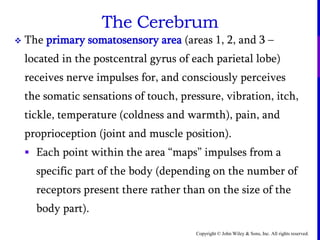 Copyright © John Wiley & Sons, Inc. All rights reserved.
The Cerebrum
 The primary somatosensory area (areas 1, 2, and 3 –
located in the postcentral gyrus of each parietal lobe)
receives nerve impulses for, and consciously perceives
the somatic sensations of touch, pressure, vibration, itch,
tickle, temperature (coldness and warmth), pain, and
proprioception (joint and muscle position).
 Each point within the area “maps” impulses from a
specific part of the body (depending on the number of
receptors present there rather than on the size of the
body part).
 