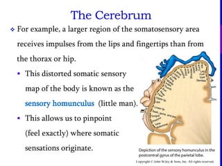 Copyright © John Wiley & Sons, Inc. All rights reserved.
The Cerebrum
 For example, a larger region of the somatosensory area
receives impulses from the lips and fingertips than from
the thorax or hip.
 This distorted somatic sensory
map of the body is known as the
sensory homunculus (little man).
 This allows us to pinpoint
(feel exactly) where somatic
sensations originate.
 