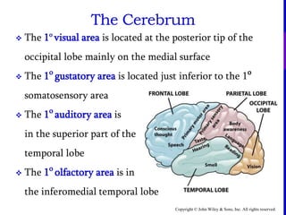Copyright © John Wiley & Sons, Inc. All rights reserved.
The Cerebrum
 The 1o
visual area is located at the posterior tip of the
occipital lobe mainly on the medial surface
 The 1o
gustatory area is located just inferior to the 1o
somatosensory area
 The 1o
auditory area is
in the superior part of the
temporal lobe
 The 1o
olfactory area is in
the inferomedial temporal lobe
 