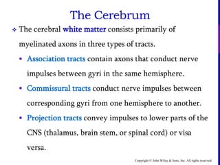 Copyright © John Wiley & Sons, Inc. All rights reserved.
The Cerebrum
 The cerebral white matter consists primarily of
myelinated axons in three types of tracts.
 Association tracts contain axons that conduct nerve
impulses between gyri in the same hemisphere.
 Commissural tracts conduct nerve impulses between
corresponding gyri from one hemisphere to another.
 Projection tracts convey impulses to lower parts of the
CNS (thalamus, brain stem, or spinal cord) or visa
versa.
 