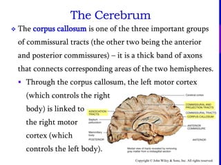 Copyright © John Wiley & Sons, Inc. All rights reserved.
 The corpus callosum is one of the three important groups
of commissural tracts (the other two being the anterior
and posterior commissures) – it is a thick band of axons
that connects corresponding areas of the two hemispheres.
 Through the corpus callosum, the left motor cortex
(which controls the right
body) is linked to
the right motor
cortex (which
controls the left body).
The Cerebrum
 