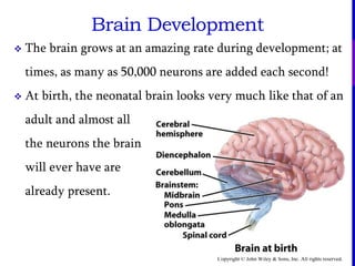 Copyright © John Wiley & Sons, Inc. All rights reserved.
Brain Development
 The brain grows at an amazing rate during development; at
times, as many as 50,000 neurons are added each second!
 At birth, the neonatal brain looks very much like that of an
adult and almost all
the neurons the brain
will ever have are
already present.
 