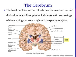 Copyright © John Wiley & Sons, Inc. All rights reserved.
The Cerebrum
 The basal nuclei also control subconscious contractions of
skeletal muscles. Examples include automatic arm swings
while walking and true laughter in response to a joke.
 