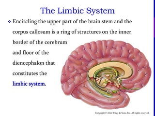 Copyright © John Wiley & Sons, Inc. All rights reserved.
The Limbic System
 Encircling the upper part of the brain stem and the
corpus callosum is a ring of structures on the inner
border of the cerebrum
and floor of the
diencephalon that
constitutes the
limbic system.
 