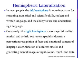 Copyright © John Wiley & Sons, Inc. All rights reserved.
Hemispheric Lateralization
 In most people, the left hemisphere is more important for
reasoning, numerical and scientific skills, spoken and
written language, and the ability to use and understand
sign language.
 Conversely, the right hemisphere is more specialized for
musical and artistic awareness; spatial and pattern
perception; recognition of faces and emotional content of
language; discrimination of different smells; and
generating mental images of sight, sound, touch, and taste.
 