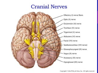 Copyright © John Wiley & Sons, Inc. All rights reserved.
The Twelve Cranial NervesCranial Nerves
 