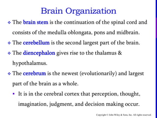 Copyright © John Wiley & Sons, Inc. All rights reserved.
Brain Organization
 The brain stem is the continuation of the spinal cord and
consists of the medulla oblongata, pons and midbrain.
 The cerebellum is the second largest part of the brain.
 The diencephalon gives rise to the thalamus &
hypothalamus.
 The cerebrum is the newest (evolutionarily) and largest
part of the brain as a whole.
 It is in the cerebral cortex that perception, thought,
imagination, judgment, and decision making occur.
 
