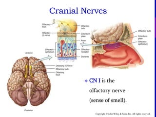 Copyright © John Wiley & Sons, Inc. All rights reserved.
Cranial Nerves
 CN I is the
olfactory nerve
(sense of smell).
 