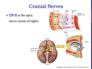 Copyright © John Wiley & Sons, Inc. All rights reserved.
Cranial Nerves
 CN II is the optic
nerve (sense of sight).
 