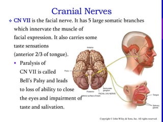 Copyright © John Wiley & Sons, Inc. All rights reserved.
 CN VII is the facial nerve. It has 5 large somatic branches
which innervate the muscle of
facial expression. It also carries some
taste sensations
(anterior 2/3 of tongue).
 Paralysis of
CN VII is called
Bell’s Palsy and leads
to loss of ability to close
the eyes and impairment of
taste and salivation.
Cranial Nerves
 