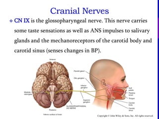 Copyright © John Wiley & Sons, Inc. All rights reserved.
Cranial Nerves
 CN IX is the glossopharyngeal nerve. This nerve carries
some taste sensations as well as ANS impulses to salivary
glands and the mechanoreceptors of the carotid body and
carotid sinus (senses changes in BP).
 