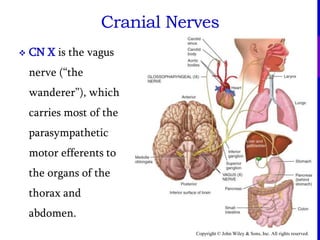 Copyright © John Wiley & Sons, Inc. All rights reserved.
Cranial Nerves
 CN X is the vagus
nerve (“the
wanderer”), which
carries most of the
parasympathetic
motor efferents to
the organs of the
thorax and
abdomen.
 