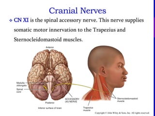Copyright © John Wiley & Sons, Inc. All rights reserved.
Cranial Nerves
 CN XI is the spinal accessory nerve. This nerve supplies
somatic motor innervation to the Trapezius and
Sternocleidomastoid muscles.
 